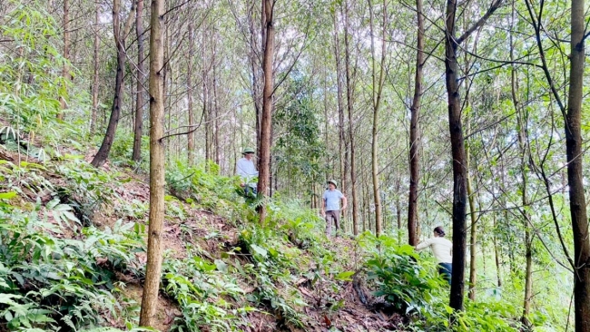 Tuyên Quang: Bước tiến mới trong sản xuất lâm nghiệp