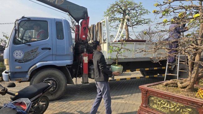 Sắc mai Yên Tử gọi Tết về Bình Khê