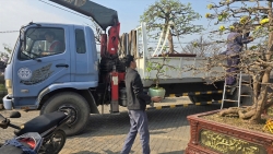 Sắc mai Yên Tử gọi Tết về Bình Khê