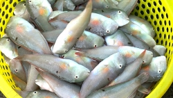 Lâm Đồng: Những chuyến biển đón “lộc tết”