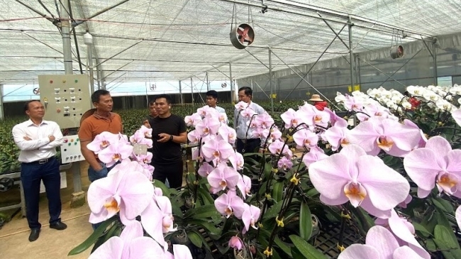 Lan hồ điệp Lâm Đồng giữ vững thị trường hoa Tết