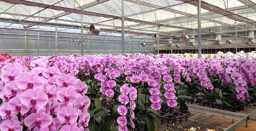 Lan hồ điệp Lâm Đồng giữ vững thị trường hoa Tết