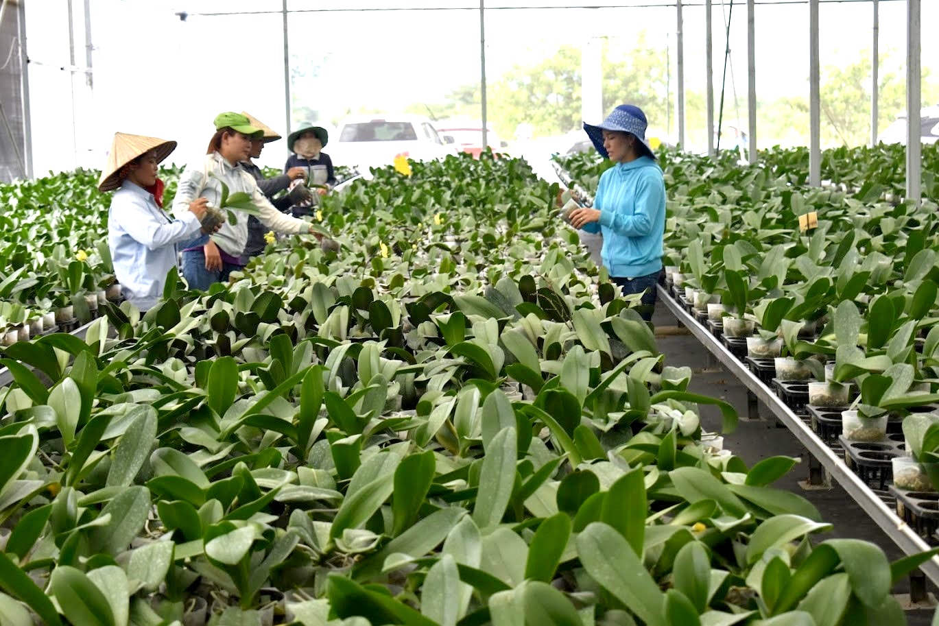 Lan hồ điệp Lâm Đồng giữ vững thị trường hoa Tết