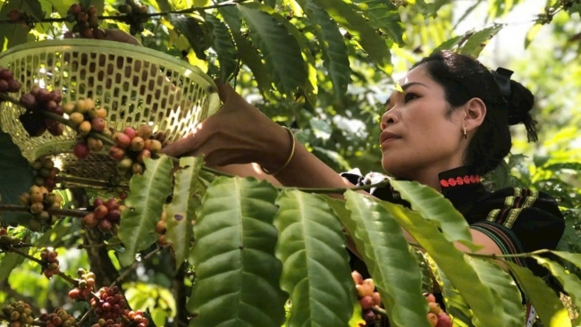 Lâm Đồng: Giọt đắng... trên miền đất “ngọt”