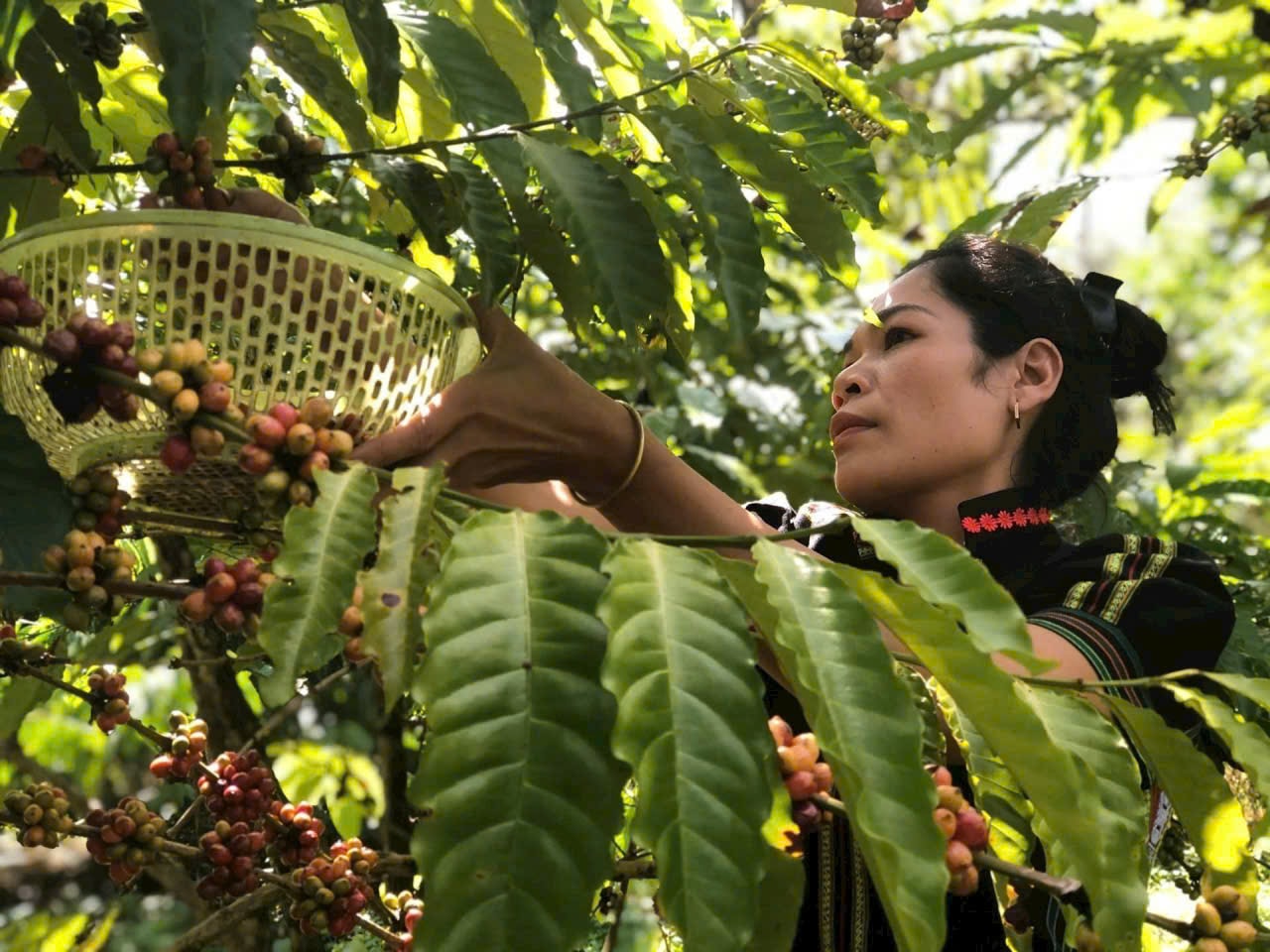 Giọt đắng... trên miền đất “ngọt”