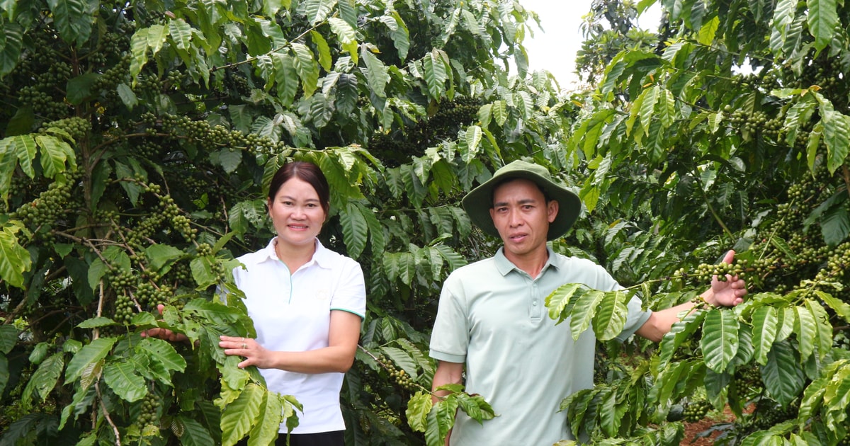 Giọt đắng... trên miền đất “ngọt”