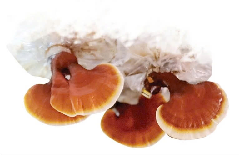 Tuyên Quang: Tuần hoàn để tái sinh những giá trị