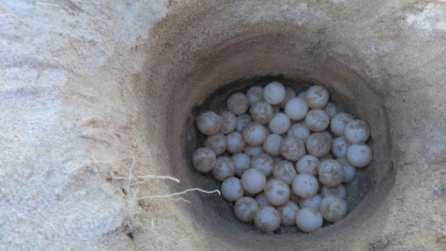 Lâm Đồng: Mùa xuân ở Hòn Cau bắt đầu từ biển