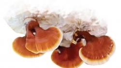 Tuyên Quang: Tuần hoàn để tái sinh những giá trị