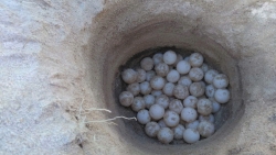 Lâm Đồng: Mùa xuân ở Hòn Cau bắt đầu từ biển