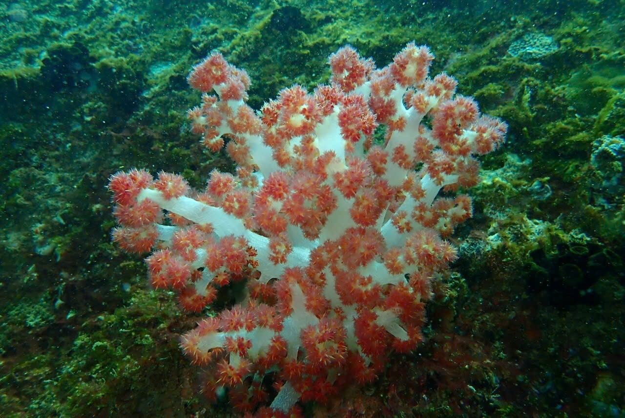 Lâm Đồng: Mùa xuân ở Hòn Cau bắt đầu từ biển Lâm Đồng: Mùa xuân ở Hòn Cau bắt đầu từ biển