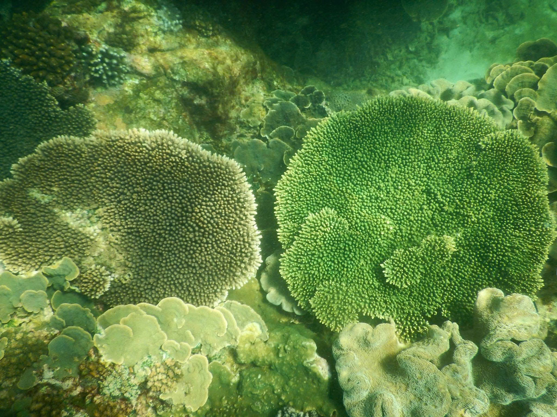 Lâm Đồng: Mùa xuân ở Hòn Cau bắt đầu từ biển Lâm Đồng: Mùa xuân ở Hòn Cau bắt đầu từ biển