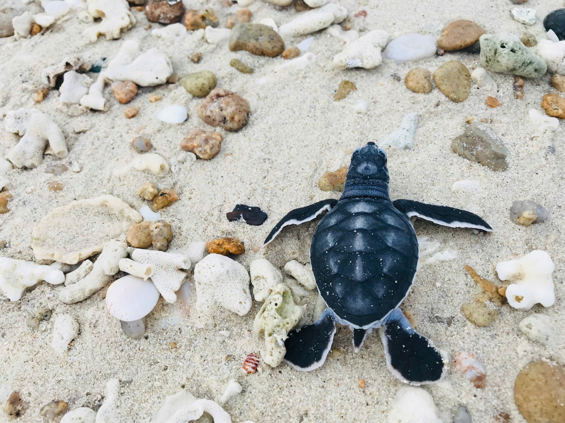 Lâm Đồng: Mùa xuân ở Hòn Cau bắt đầu từ biển Lâm Đồng: Mùa xuân ở Hòn Cau bắt đầu từ biển