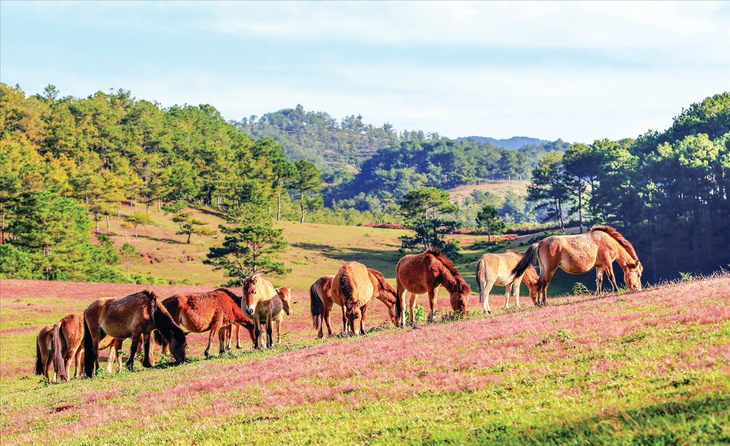 Lâm Đồng: Mùa xuân theo vó ngựa