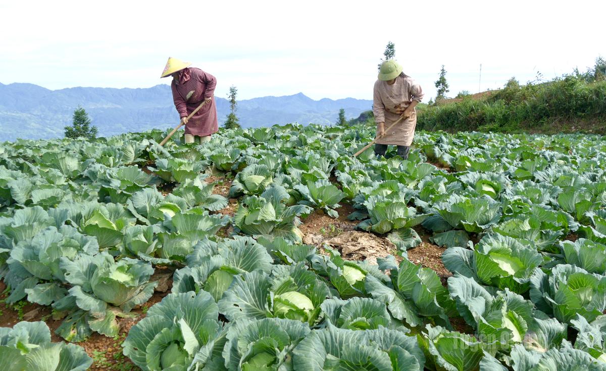 Tuyên Quang: Nông nghiệp xanh - Nông thôn mới bền vững Tuyên Quang: Nông nghiệp xanh - Nông thôn mới bền vững