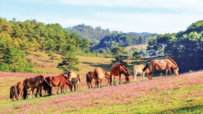 Lâm Đồng: Mùa xuân theo vó ngựa