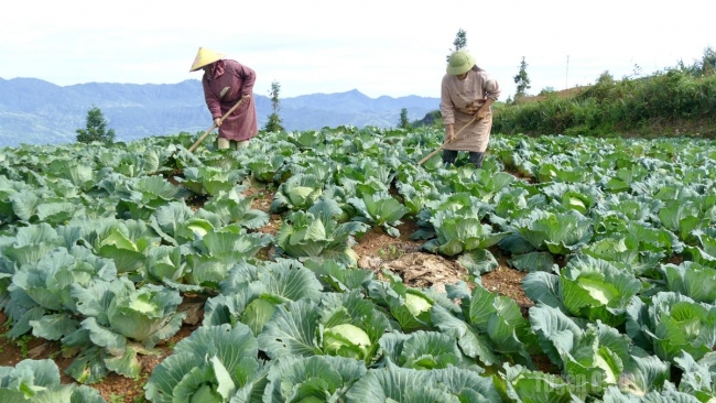 Tuyên Quang: Nông nghiệp xanh - Nông thôn mới bền vững