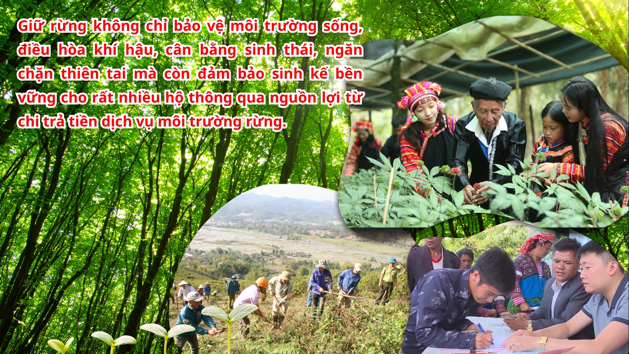 Lai Châu: Khai thác lợi thế dưới tán rừng