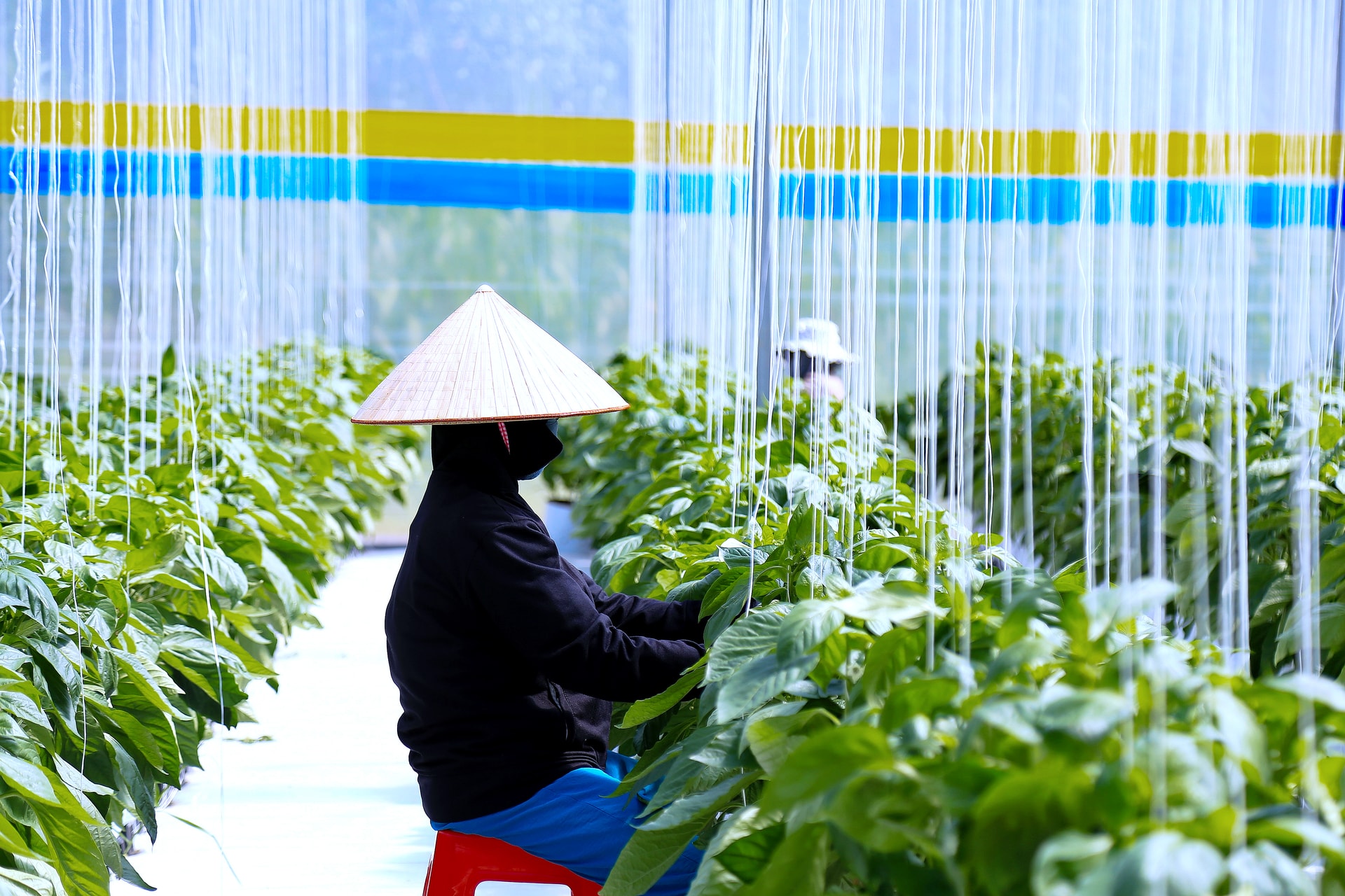 OCOP Lâm Đồng trước thời cơ bứt phá mới