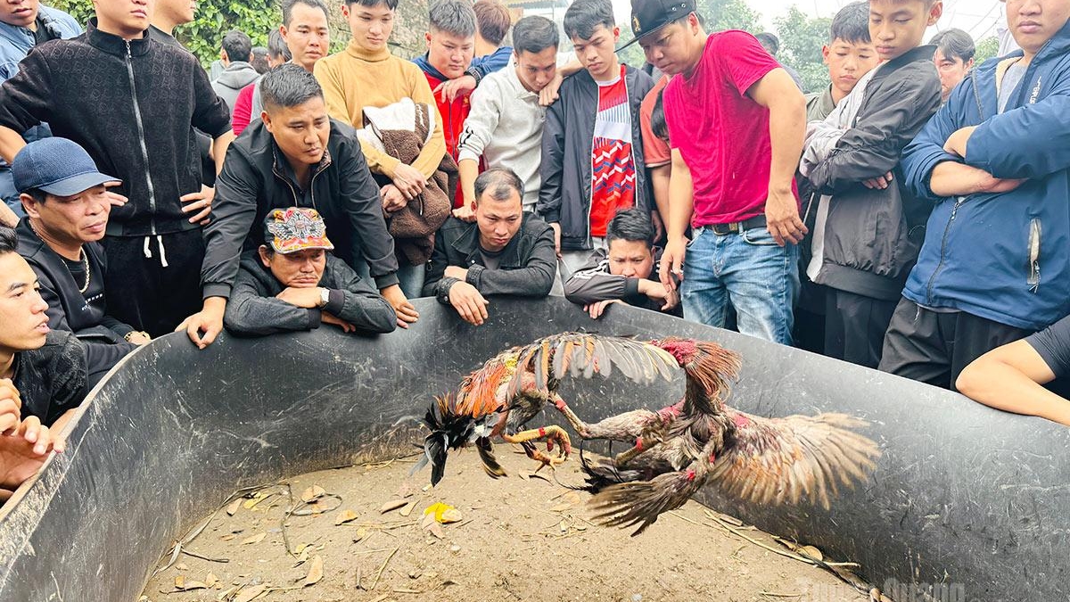 Tuyên Quang: Đông đảo nhân dân, du khách tham gia Lễ hội Đình Thọ Vực