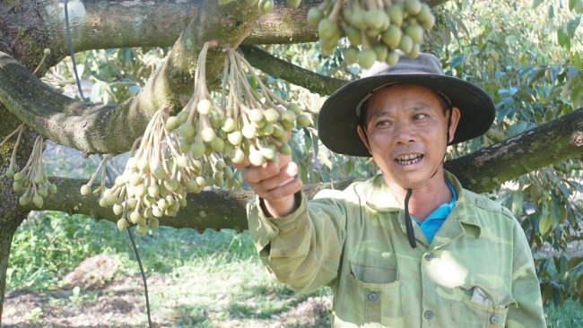 Lâm Đồng: Xuân đến giữa những vườn cây đang vào vụ