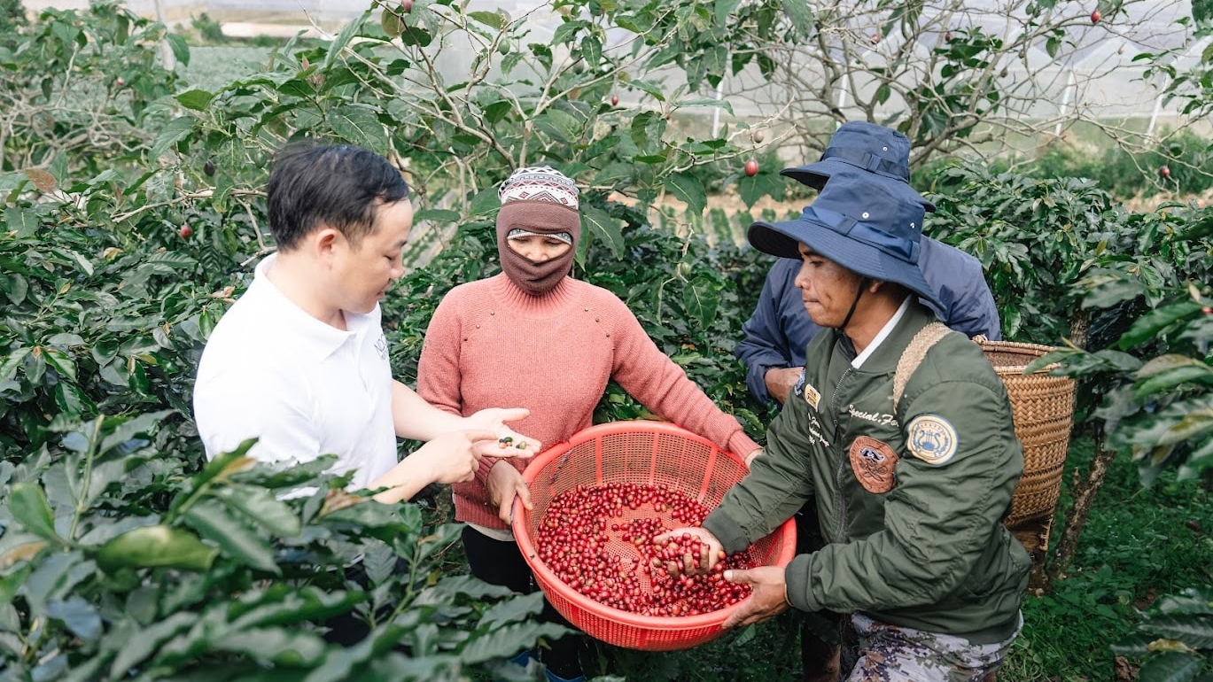 Lâm Đồng: Sản xuất cà phê theo chiều sâu