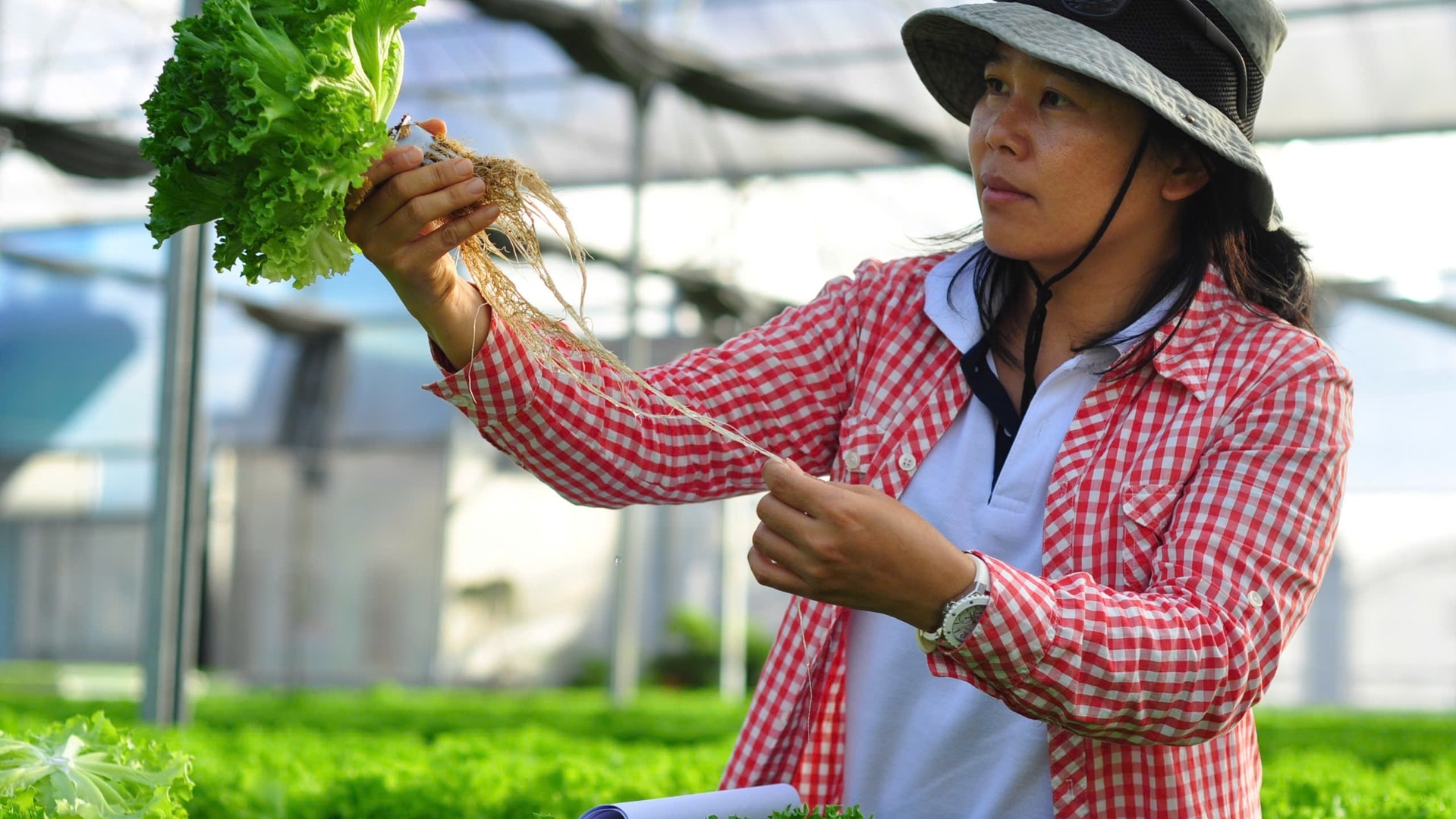 Lâm Đồng: Nông dân rộn ràng ra đồng đầu năm