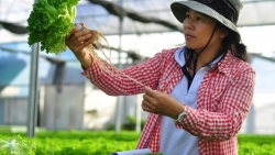 Lâm Đồng: Nông dân rộn ràng ra đồng đầu năm