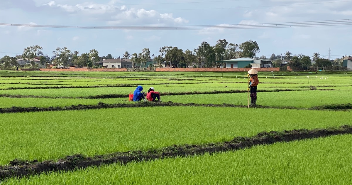 Nông dân rộn ràng ra đồng đầu năm Nông dân rộn ràng ra đồng đầu năm