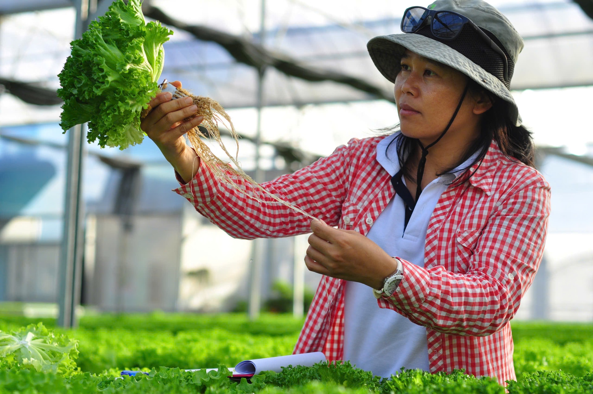 Nông dân rộn ràng ra đồng đầu năm Nông dân rộn ràng ra đồng đầu năm