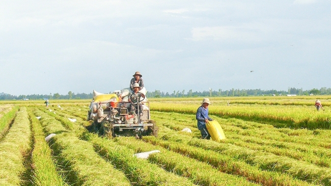 An Giang phục hồi kinh tế nông nghiệp