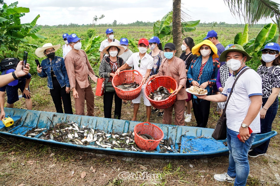 Cà Mau: Khởi động “Hương rừng U Minh”