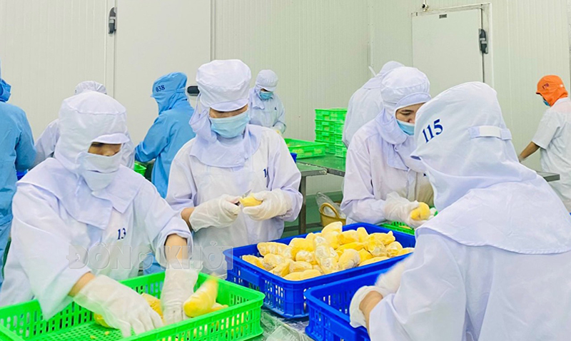 Đóng gói sầu riêng xuất khẩu sang thị trường Trung Quốc tại Công ty cổ phần Tập đoàn XNK Trái cây Chánh Thu (Chợ Lách).