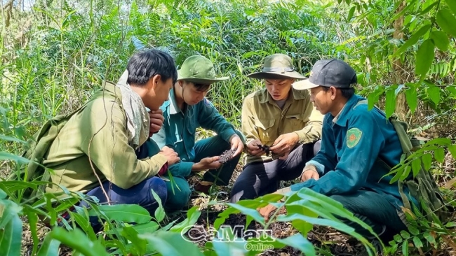 Cà Mau: Bảo vệ rừng bằng công nghệ thông minh