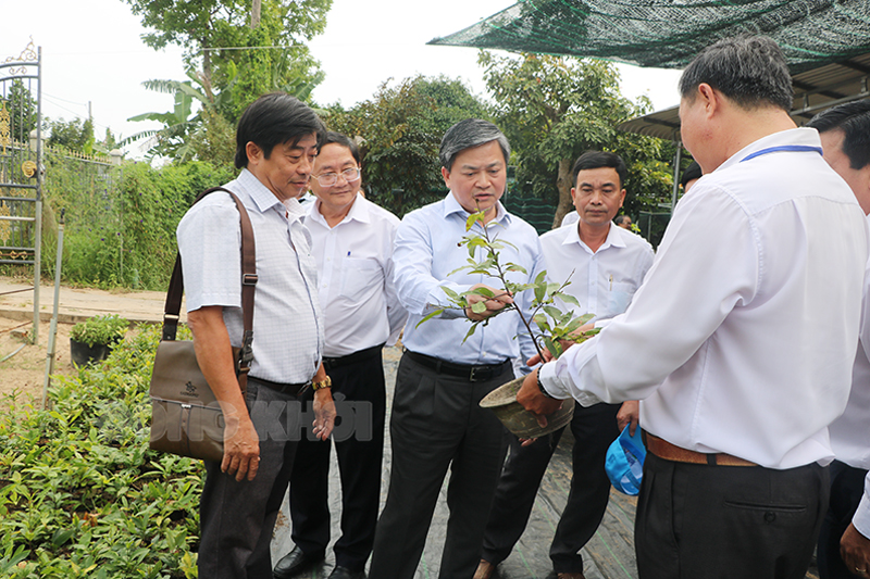 Ủy viên Trung ương Đảng - Bí thư Tỉnh ủy Lê Đức Thọ (thứ ba từ trái sang) khảo sát làng mai vàng Trung Hiệp.