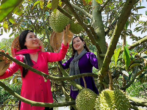 Cần Thơ: Du lịch nông nghiệp Phong Ðiền  gỡ khó để phát triển