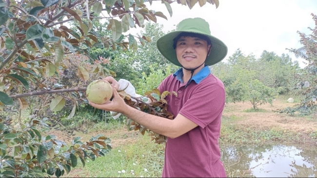 An Giang: Vĩnh Hòa tích cực chuyển đổi cơ cấu cây trồng