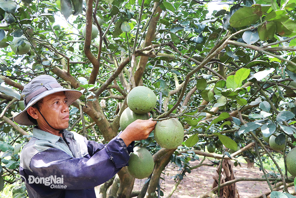 Đồng Nai: Sát cánh cùng nông dân trong đổi mới