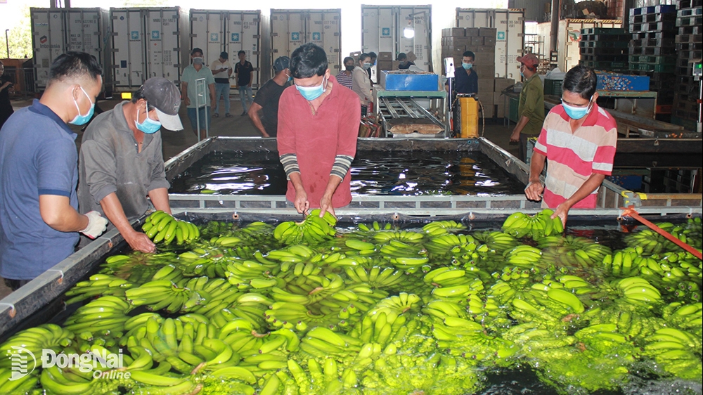 Đồng Nai: Xuất khẩu trái cây tươi vào thị trường Trung Quốc tăng ấn tượng