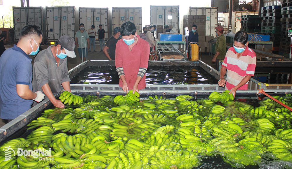 Đồng Nai: Xuất khẩu trái cây tươi vào thị trường Trung Quốc tăng ấn tượng