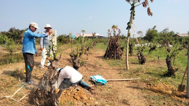 Bến Tre: Mô hình trồng táo trên 30 năm ở xã Đại Hòa Lộc