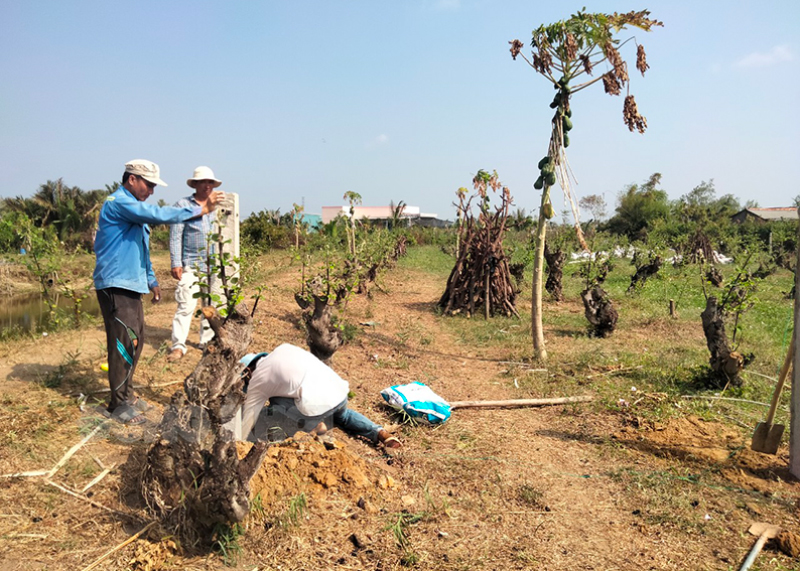 Bến Tre: Mô hình trồng táo trên 30 năm ở xã Đại Hòa Lộc