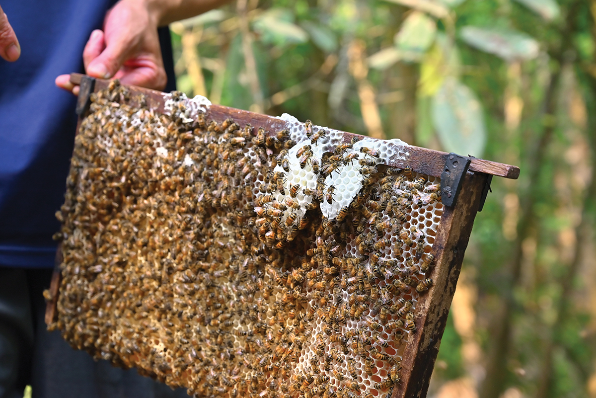 An Giang: Nuôi ong rừng lấy mật