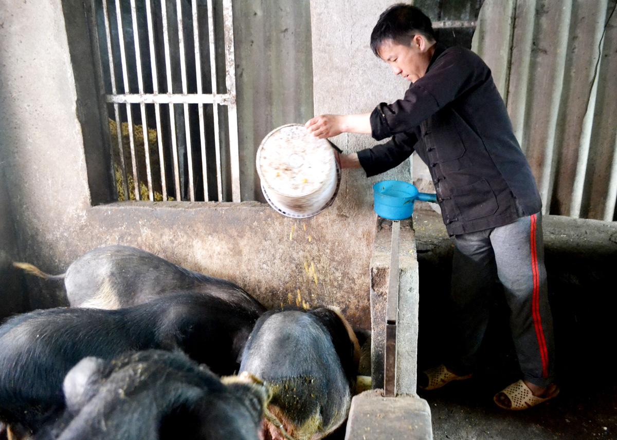 Chăn nuôi lợn đen Lũng Pù giúp anh Hờ Pà Lúa, thôn Há Ía, xã Cán Chu Phìn nâng cao thu nhập.