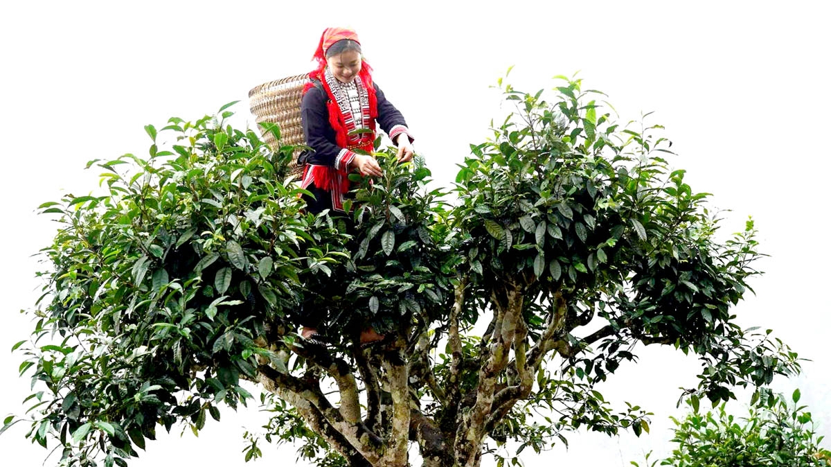 Hà Giang: Hoàng Su Phì phát triển kinh tế nông nghiệp
