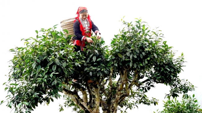 Hà Giang: Hoàng Su Phì phát triển kinh tế nông nghiệp