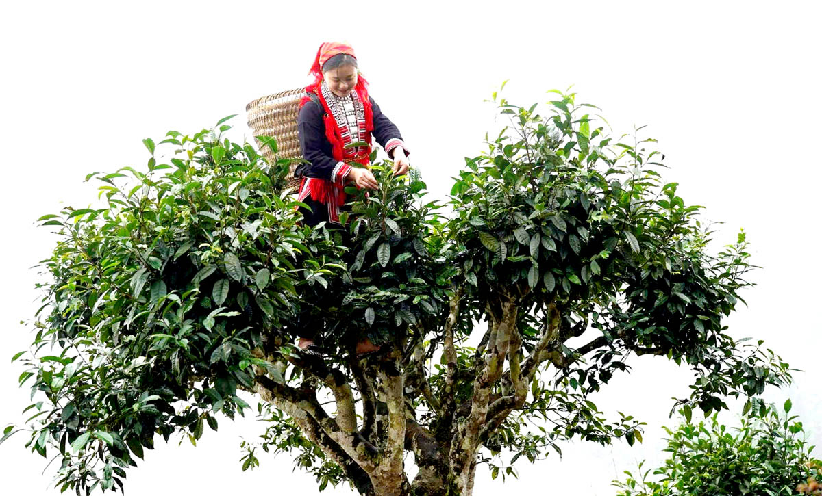 Hà Giang: Hoàng Su Phì phát triển kinh tế nông nghiệp