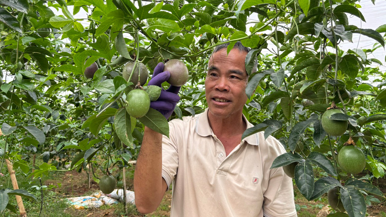 Lâm Đồng: Trồng chanh dây xuất khẩu