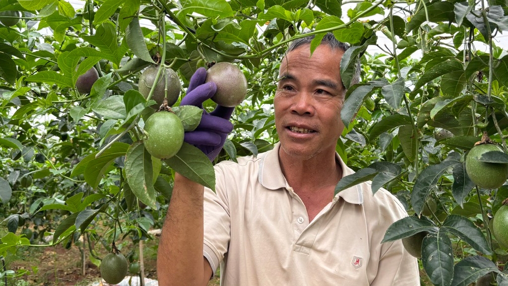 Lâm Đồng: Trồng chanh dây xuất khẩu