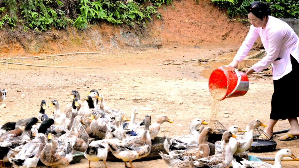 Hà Giang: Phụ nữ vững canh, kinh tế vững xanh